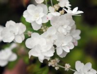 Gorgeous double pure white flowers