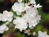 Show product details for Hydrangea serrata Fuji No Taki