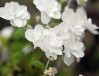 Double clean white flowers in bunches