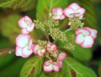 Good sized mid pink and white flowers