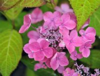 Good sized mid pink flowers. flowers