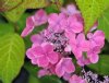 Show product details for Hydrangea serrata Shikoubai