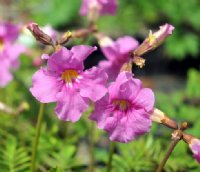 Lovely big bright pink flowers.