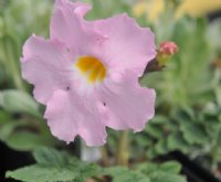 Big soft pink flat faced flowers and pinnate foliage.