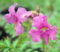 Really big pink flowers over pinnate foliage