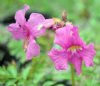 Show product details for Incarvillea zhongdianensis BSWJ 7978
