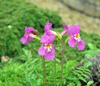 Really big pink flowers over pinnate foliage