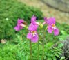 Show product details for Incarvillea zhongdianensis