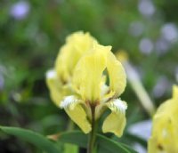 Nice pale lemon yellow flowers