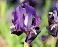 Rich purple flowers with white honey marks