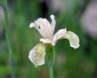 Big creamy flowers