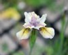 Show product details for Iris brevicaulis