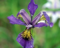 Big purple flowers