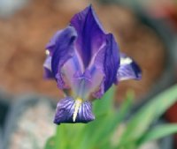 Rich purple flowers on short stems