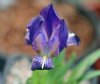 Iris chamaeiris