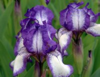 Iris pumila Westwell