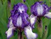 Iris pumila Westwell