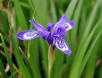 Lovely rich purple flowers and linear rich green foliage.