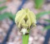 Iris suaveolens - H...