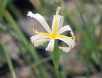 Creamy yellow flowers with narrow petals