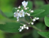 Clean white hydrangea-like flowers over soft green foliage.