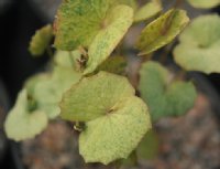 Creamy mottled green rounded foliage