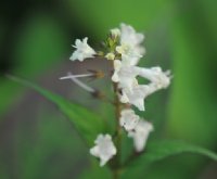 Lance shaped leaves and white flowers in bunches.