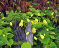 Rich yellow thick petalled flowers in early autumn