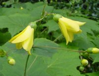 Rich yellow thick petalled flowers in early autumn