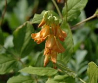 Orange and yellow lipped flowers in bunches