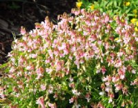 Attractive pea-like flowers of a pink and white colour in spring.