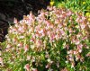 Show product details for Lathyrus vernus Roseus