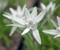 Big soft woolly flowers and silver foliage.