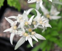 Nice silvery compact form with large flowers in early summer.