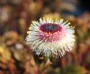 Show product details for Leptinella dendyi