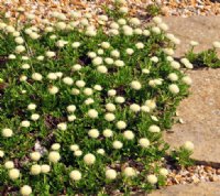 Creamy pom poms making a mat