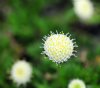 Show product details for Leptinella pyrethrifolia