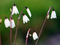 Lovely little white nodding flowers in two's above grassy foliage.