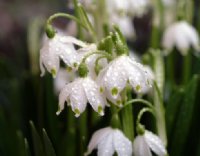 Crisp white flowers with green tips.