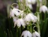 Leucojum vernum vag...