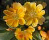 Show product details for Lewisia Little Mango