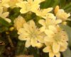 Show product details for Lewisia Little Peach