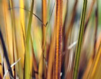 Attractive yellow and green foliage.