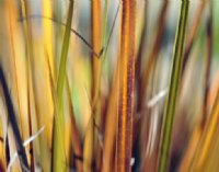 Attractive yellow and green foliage.