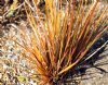 Show product details for Libertia ixioides Tricolor