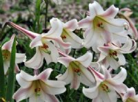 Huge creamy white trumpet-like flowers