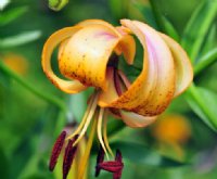 clean orangey yelow turkscap flowers