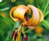 Lilium Hannah North