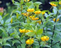 Bright yellow turkscap flowers