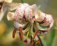 Generally creamy white flowers with red spotting